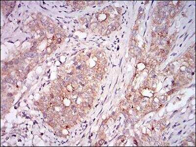 Immunohistochemistry-Paraffin: GDF-8/Myostatin Antibody (6E4E6) - BSA Free [NBP2-37264]