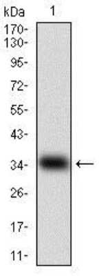 Western Blot: GDF-8/Myostatin Antibody (6E4E6)BSA Free [NBP2-37264]