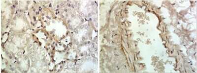 Immunohistochemistry-Paraffin: GDF-8/Myostatin Antibody (RM0243-13F2) - Azide and BSA Free [NBP2-12334]