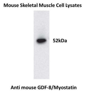 Western Blot: GDF-8/Myostatin Antibody (RM0243-13F2)Azide and BSA Free [NBP2-12334]