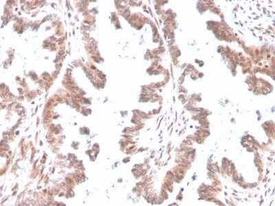 Immunohistochemistry-Paraffin: GDF-9 Antibody (GDF9/4261) - Azide and BSA Free [NBP3-08362]