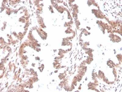 Immunohistochemistry-Paraffin: GDF-9 Antibody (GDF9/4261) [NBP3-07273]