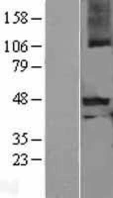 Western Blot: GDF-8/Myostatin Overexpression Lysate [NBL1-13340]