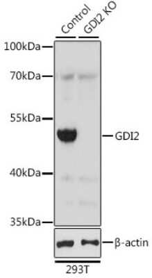 Knockout Validated: GDI2 Antibody - BSA Free [NBP3-03650]