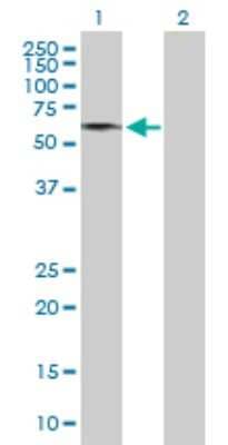 Western Blot: GDPD2 Antibody [H00054857-B01P]