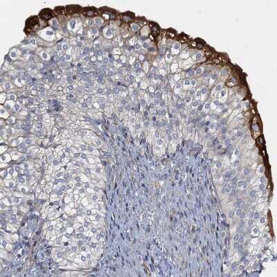 Immunohistochemistry-Paraffin: GDPD3 Antibody [NBP1-81081]