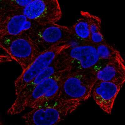 Immunocytochemistry/ Immunofluorescence: GDPD5 Antibody [NBP2-56359]