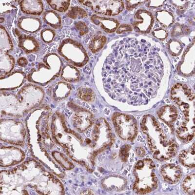 Immunohistochemistry-Paraffin: GDPD5 Antibody [NBP2-49438]