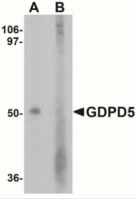 Western Blot: GDPD5 AntibodyBSA Free [NBP2-41268]