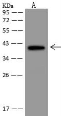 Western Blot: GDPGP1 Antibody [NBP3-12642]