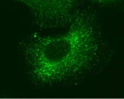 Immunocytochemistry/ Immunofluorescence: GEF-H1 Antibody (336) [NBP2-43635]