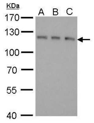 Western Blot: GEF-H1 Antibody (336) [NBP2-43635]