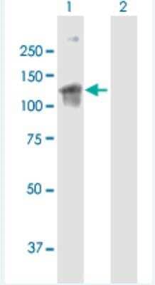 Western Blot: GEF-H1 Antibody [H00009181-B01P-50ug]