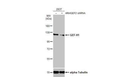 Western Blot: GEF-H1 Antibody [NBP2-21577]