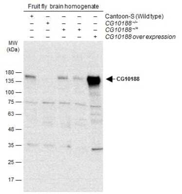 Western Blot: GEF-H1 Antibody [NBP3-13111]