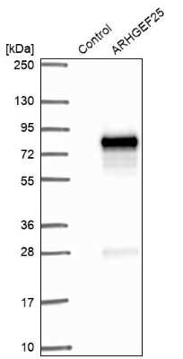 Western Blot: GEFT Antibody [NBP2-14309]