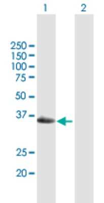 Western Blot: GEM Antibody [H00002669-B01P]