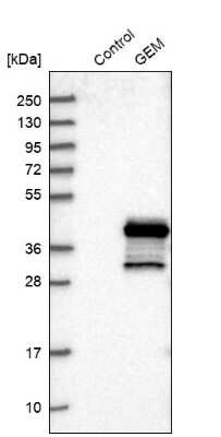 Western Blot: GEM Antibody [NBP1-81350]