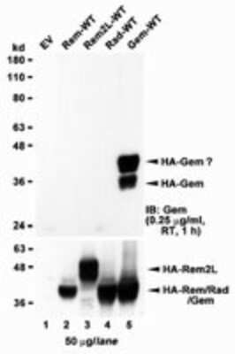 Western Blot: GEM Antibody [NBP2-26121]