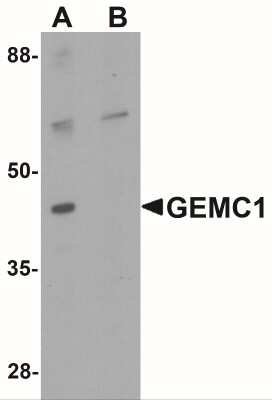 Western Blot: GEMC1 AntibodyBSA Free [NBP2-41131]