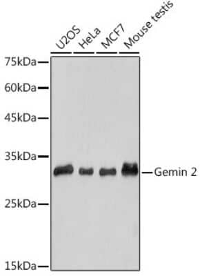 Western Blot: GEMIN2 Antibody (9C8K3) [NBP3-15717]