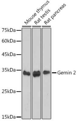 Western Blot: GEMIN2 Antibody (9C8K3) [NBP3-15717]