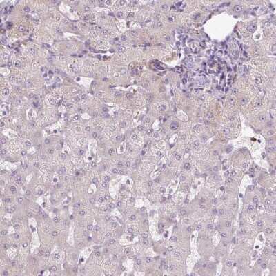 Immunohistochemistry-Paraffin: GEMIN2 Antibody [NBP2-38553]