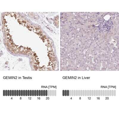 Immunohistochemistry-Paraffin: GEMIN2 Antibody [NBP2-38553]