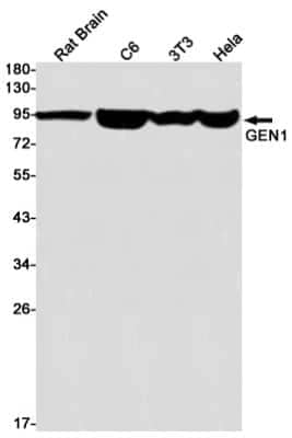 Western Blot: GEN1 Antibody (S09-1B8) [NBP3-15032]