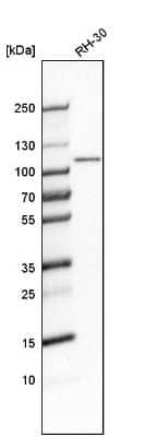 Western Blot: GEN1 Antibody [NBP2-30783]