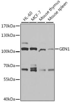 Western Blot: GEN1 AntibodyBSA Free [NBP3-05144]