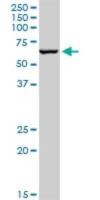 Western Blot: TRIM8 Antibody [H00081603-B01P]