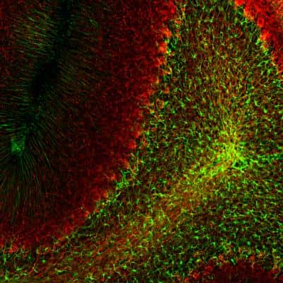 Immunohistochemistry Free-Floating: GFAP Antibody (5C10) [NBP1-05197]