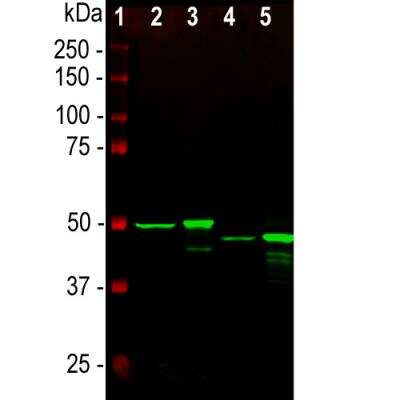 Western Blot: GFAP Antibody (5C10) [NBP1-05197]