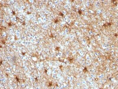 Immunohistochemistry-Paraffin: GFAP Antibody (GA-5) - Azide and BSA Free [NBP2-33184]