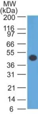 Western Blot: GFAP Antibody (GA-5)Azide and BSA Free [NBP2-33184]