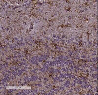 Immunohistochemistry-Frozen: GFAP Antibody [NB300-141]