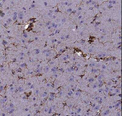 Immunohistochemistry-Paraffin: GFAP Antibody [NB300-141]