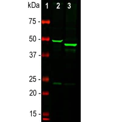 Western Blot: GFAP Antibody [NBP1-05198]