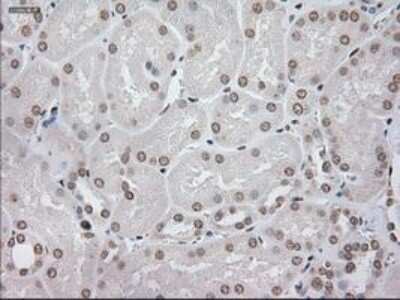 Immunohistochemistry-Paraffin: GFAP Antibody (OTI4D11) [NBP1-47782]