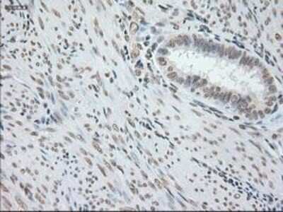 Immunohistochemistry-Paraffin: GFAP Antibody (OTI4D11) [NBP1-47782]