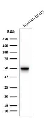 Western Blot: GFAP Antibody (SPM248)Azide and BSA Free [NBP2-34401]