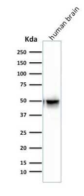 Western Blot: GFAP Antibody (SPM507)Azide and BSA Free [NBP2-34413]