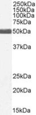 Western Blot: GFAP Antibody [NB100-53809]