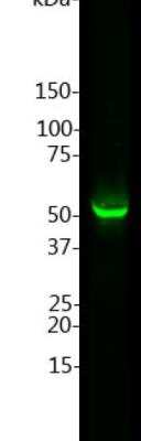 Western Blot: GFAP Antibody [NB300-141]