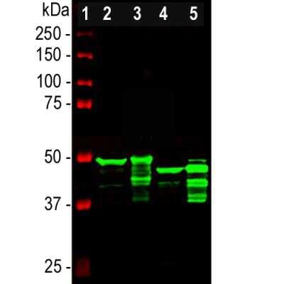 Western Blot: GFAP Antibody [NB300-141]
