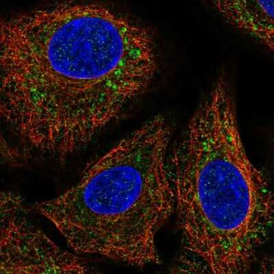 Immunocytochemistry/ Immunofluorescence: GFER/ALR Antibody [NBP2-57548]