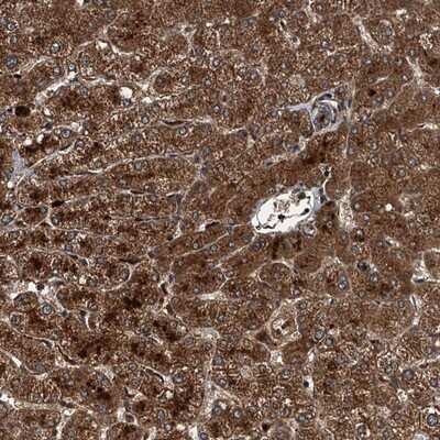 Immunohistochemistry-Paraffin: GFER/ALR Antibody [NBP1-90187]