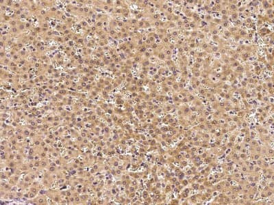 Immunohistochemistry-Paraffin: GFER/ALR Antibody [NBP2-97019]