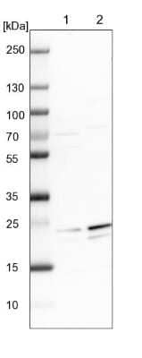 Western Blot: GFER/ALR Antibody [NBP1-90187]